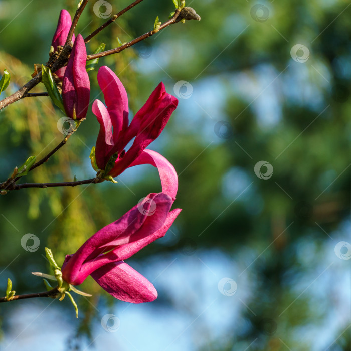 Скачать Крупные розовые цветы магнолии Сьюзен (Magnolia liliiflora x Magnolia stellata). Красивое цветение в весеннем саду. Выборочный фокус. Концепция природы для дизайна. Место для вашего текста. фотосток Ozero