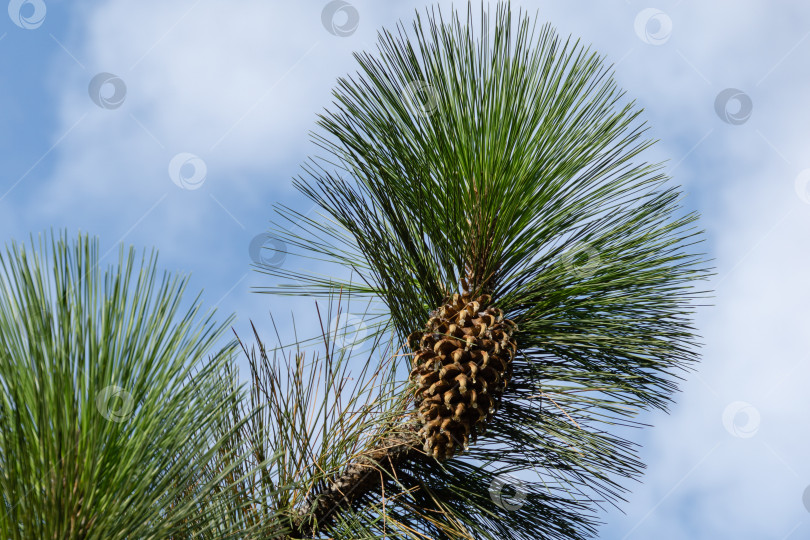 Скачать Гигантская сосна сошниковая (Pinus coulteri) с длинными иглами и большой шишкой на фоне голубого неба в Крыму. Выборочный фокус. фотосток Ozero