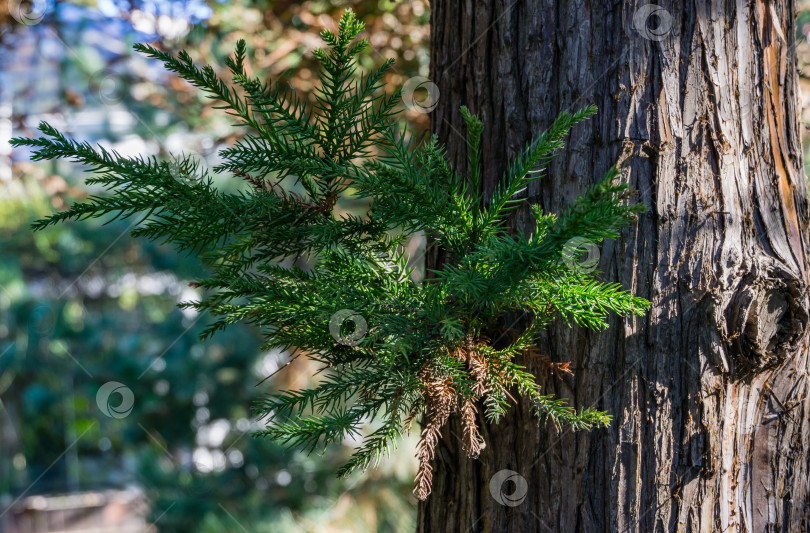 Скачать Оригинальная полосатая текстура ствола старого дерева Cryptomeria japonica Elegans, японской сосны Суги (японский кедр) или Cupressus japonica на Приморском бульваре в Сочи. фотосток Ozero