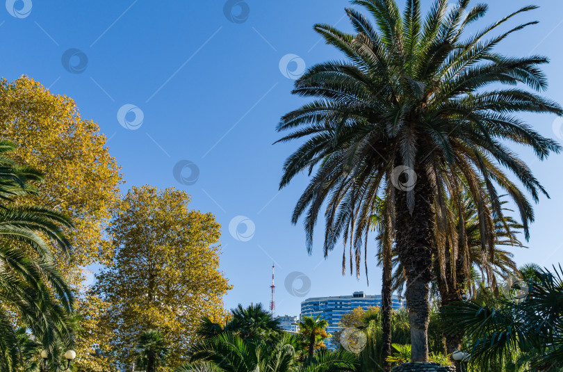 Скачать Красивая пальма Канарского острова Финиковая пальма (Phoenix canariensis) в городском парке Сочи. Красивый экзотический пейзаж с большими и молодыми пальмами. фотосток Ozero