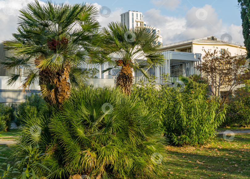 Скачать Красивая пальма Chamaerops humilis, европейская веерная или средиземноморская карликовая пальма в Сочи. Роскошные листья на фоне голубого неба с современным зданием. фотосток Ozero