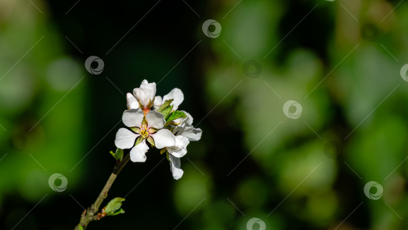 Скачать Крупный план белых цветов вишни Нанкинская вишня или Prunus Tomentosa на фоне темно-зеленого весеннего сада. фотосток Ozero