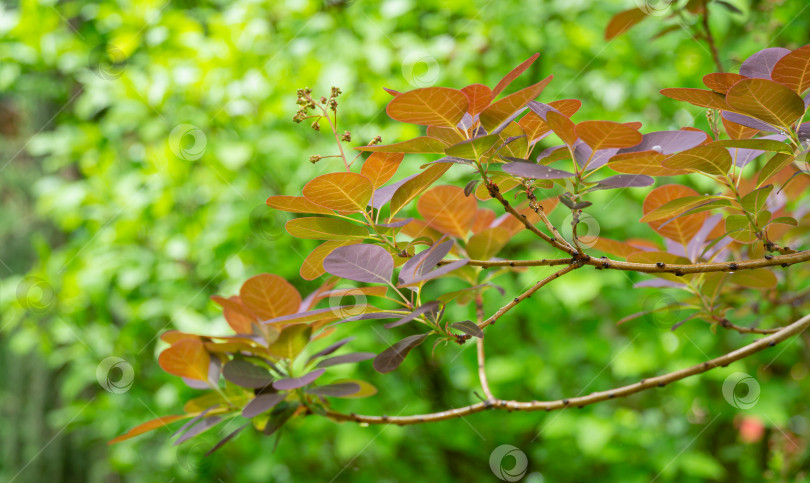 Скачать Фиолетовые листья Cotinus coggygria Royal Purple (Rhus cotinus, европейское дымчатое дерево) на зеленом фоне в стиле боке. Концепция природы для дизайна. Место для вашего текста. Выборочный фокус фотосток Ozero