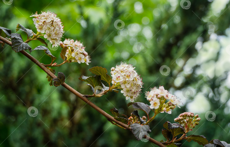 Скачать Крупный план белых цветов Physocarpus opulifolius diabolo или Ninebark с фиолетовыми листьями на темном размытом фоне. Выборочный фокус. Цветочный пейзаж, свежие обои, концепция фона природы фотосток Ozero