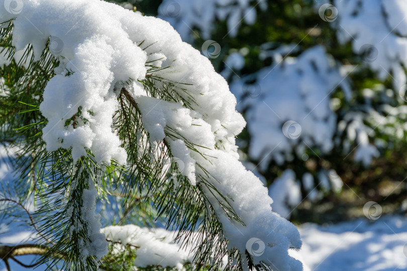 Скачать Спокойная картина зимнего заснеженного сада. Под сосной Pinus strobus стоит садовая скамейка, покрытая белым пушистым снегом. Сосна опустила ветви с длинными иглами, покрытыми снегом. фотосток Ozero