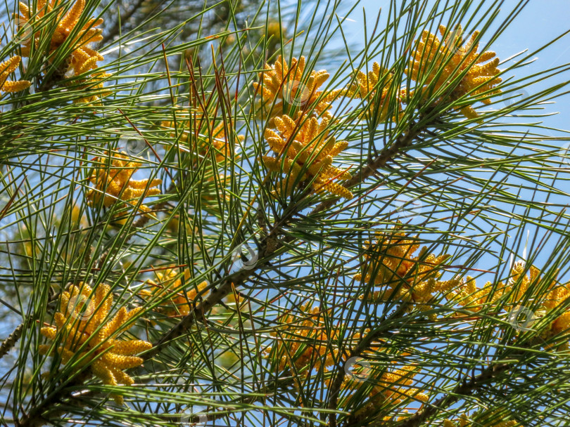 Скачать Желтая гроздь мужских шишек, несущих пыльцу (микростробилы), на верхушке ветви пицундской сосны (Pinus brutia pityusa). Тема весны и пробуждения природы. фотосток Ozero