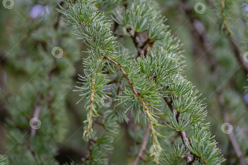 Скачать Крупный план красивых иголок на ветвях кедрового дерева Cedrus libani или Ливанского кедра в Массандровском парке в Крыму. Выборочный фокус фотосток Ozero