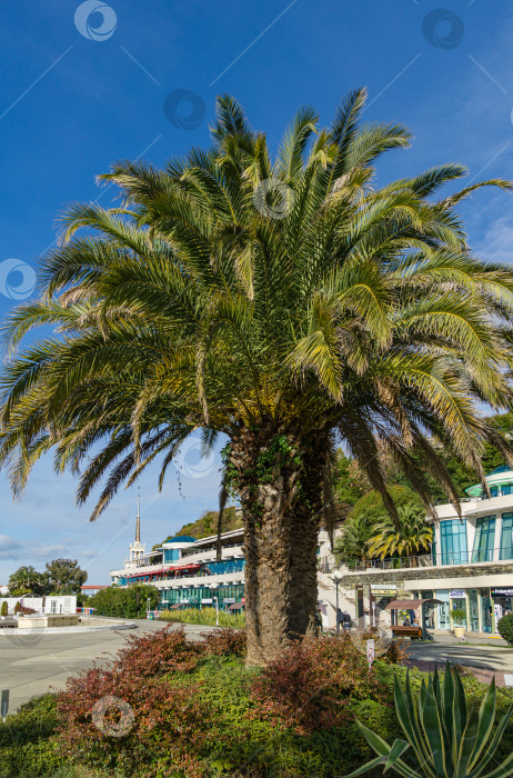 Скачать Красивая пальма Канарского острова Финиковая пальма (Phoenix canariensis) в Сочи. Роскошные листья на фоне голубого неба с современным зданием. Сочи, Россия - 23 ноября 2020 г. фотосток Ozero