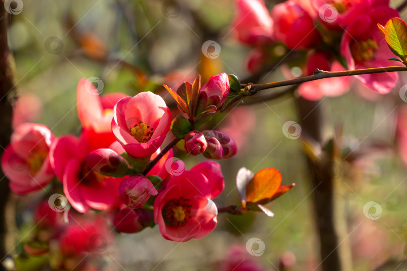 Скачать Ярко цветущая японская айва или Chaenomeles japonica в размытом саду фотосток Ozero