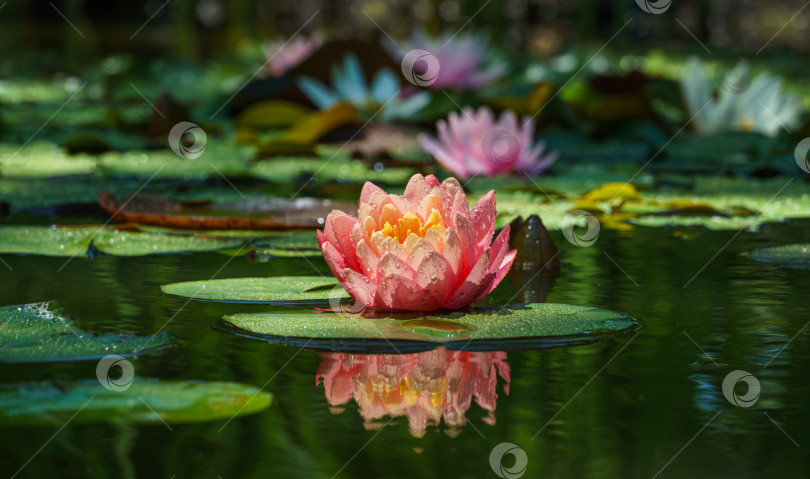 Скачать Волшебная большая ярко-розово-оранжевая водяная лилия или цветок лотоса, оранжевый закат Перри в пруду. Нимфея с каплями воды, отражающимися в воде. Цветочный пейзаж для обоев природа фотосток Ozero