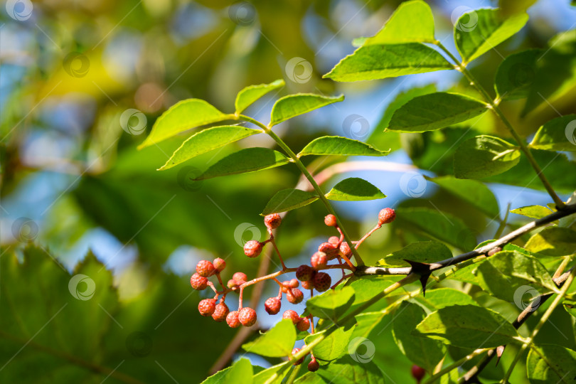 Скачать Красные плоды Zanthoxylum americanum, ясеня колючего, дерева зубной боли, желтого дерева, черники или сычуаньского перца в осеннем саду на размытой зелени. Фон для свежих обоев, концепция фона природы фотосток Ozero