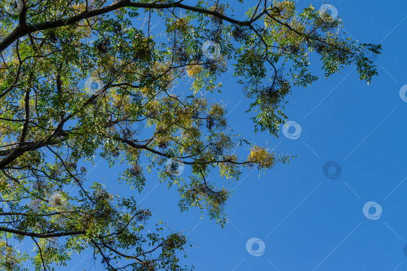 Скачать Мелия азедарач или Чинаберри с маленькими желтыми плодами на ветках. Красивое дерево Гордости Индии, персидская или индийская сирень на фоне голубого неба в городском парке Сочи. Место для текста фотосток Ozero