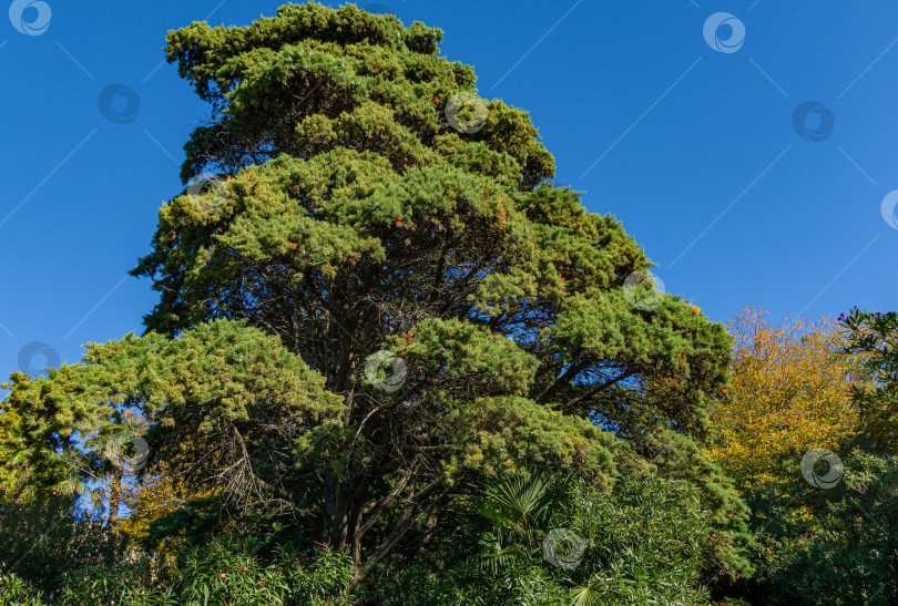Скачать Большое старое дерево Platycladus orientalis, также известное как китайская туя, восточные туи, китайская туя-невидимка, биота или восточная туя в городском парке Сочи. Известный курортный город на юге России. фотосток Ozero