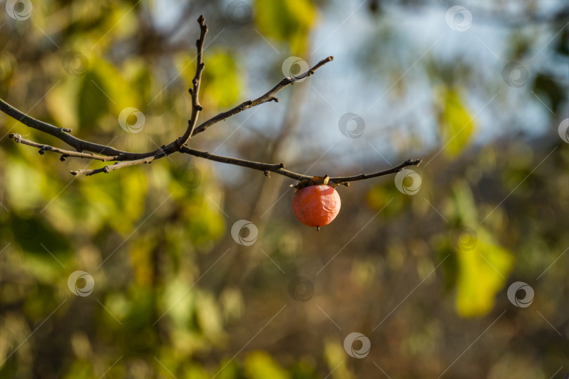 Скачать Спелый розово-оранжевый маленький плод хурмы Diospyros virginiana на фоне осеннего боке. Дерево хурмы или Diospyros kaki, вид многолетнего дерева семейства эбеновых. фотосток Ozero