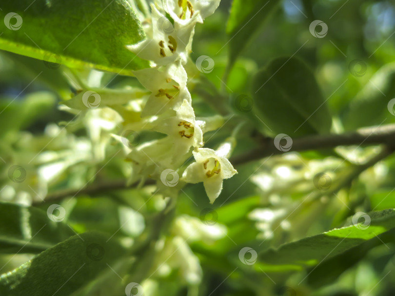 Скачать Мягкий макрофокусный снимок нежных мелких цветков Elaeagnus umbellata. Весеннее чудо этого цветущего растения. Выборочный снимок. фотосток Ozero