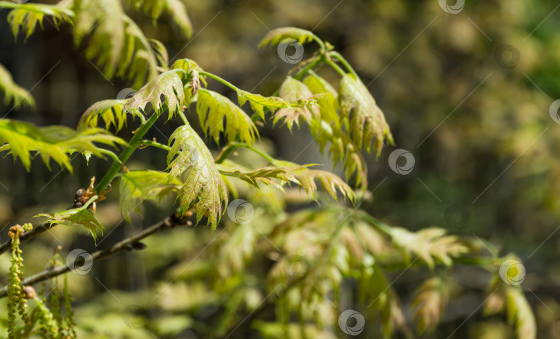 Скачать Цветущий Quercus palustris, сосновый дуб или болотный испанский дуб ранней весной. Молодая листва с сережками на зеленом фоне. Весенний солнечный день. Концепция Nature для естественного дизайна. фотосток Ozero