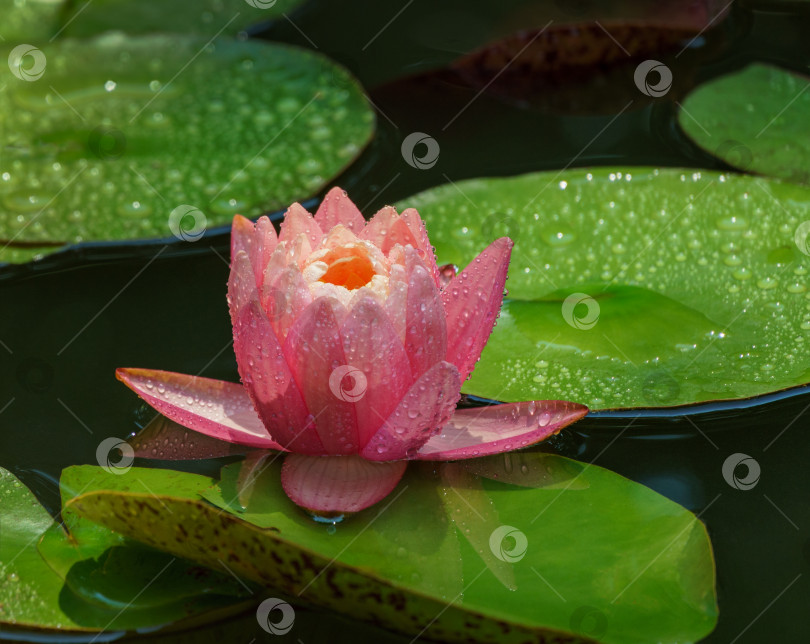 Скачать Большая удивительная ярко-розовая водяная лилия, цветок лотоса, оранжевый закат Перри в садовом пруду. Крупный план нимфеи с каплями воды. Цветочный пейзаж для обоев природа фотосток Ozero