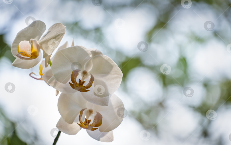 Скачать Белый цветок орхидеи фаленопсис на зеленом и белом фоне боке. Красивый крупный план фаленопсиса, известного как орхидея мотылька или Phal. Концепция природы для дизайна. Место для вашего текста. Выборочный фокус. фотосток Ozero