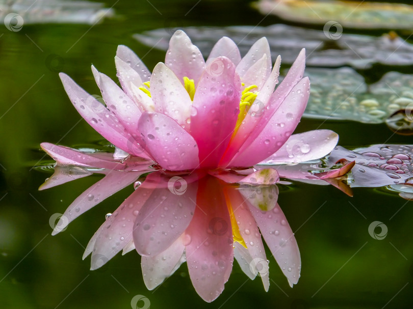 Скачать Нежно-розовая красивая водяная лилия или цветок лотоса Marliacea Rosea в старом пруду. Лепестки нимфеи отражаются вместе с растениями в зеленом зеркале пруда. фотосток Ozero