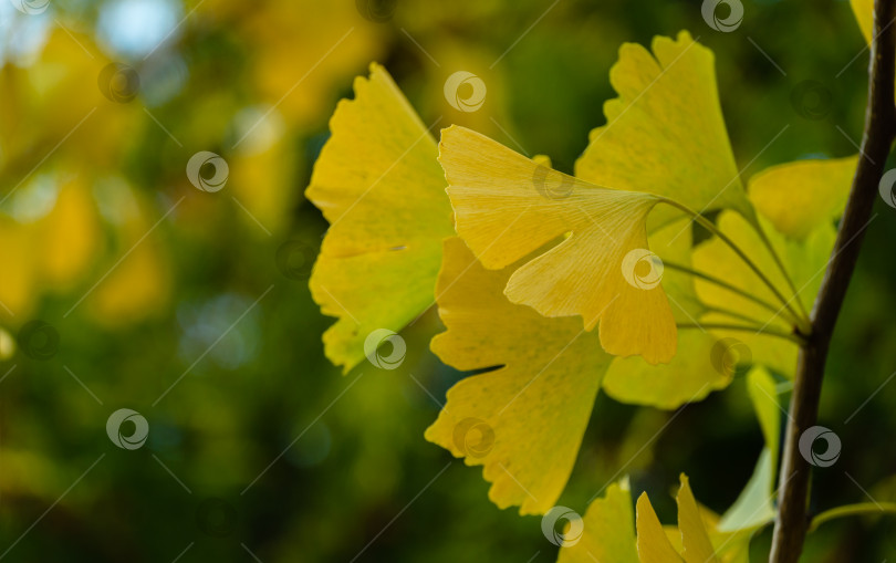 Скачать Желтые и золотые листья дерева гинкго (Ginkgo biloba), известного как гинкго или гингко на фоне размытой листвы. Элегантная природная концепция дизайна с золотой листвой фотосток Ozero