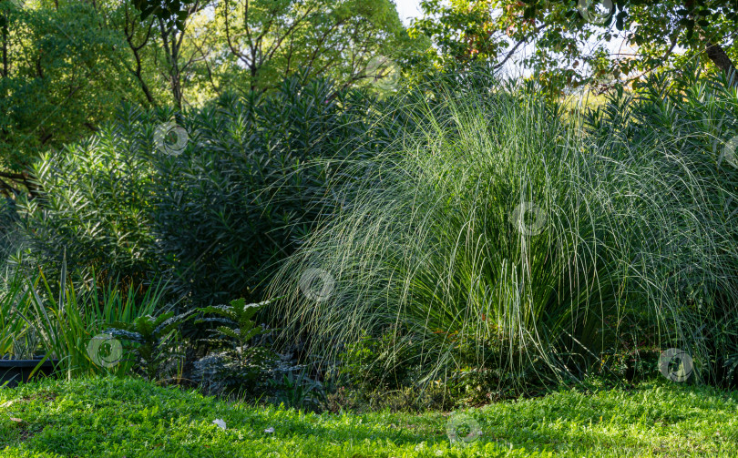 Скачать Красивая зеленая декоративная трава Miscanthus sinensis 'Gracillimus'.    Китайский мискантус на переднем плане осеннего пейзажа в парке рядом с Зимним театром в центре Сочи. фотосток Ozero