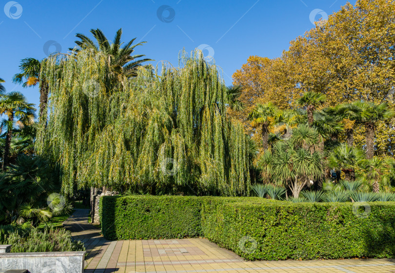 Скачать Экзотические пальмы, Cordyline australis, пышная ива с подстриженной живой изгородью, характерные для улиц и парков курортного города Сочи и юга России. Осенняя листва платанов на заднем плане. фотосток Ozero