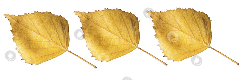 Скачать три желтых березовых листа на белом фоне фотосток Ozero