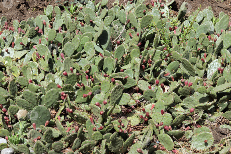 Скачать клумба в парке с растением опунция (лат.Opuntia) - род растений семейства кактусовые (Cactaceae) фотосток Ozero