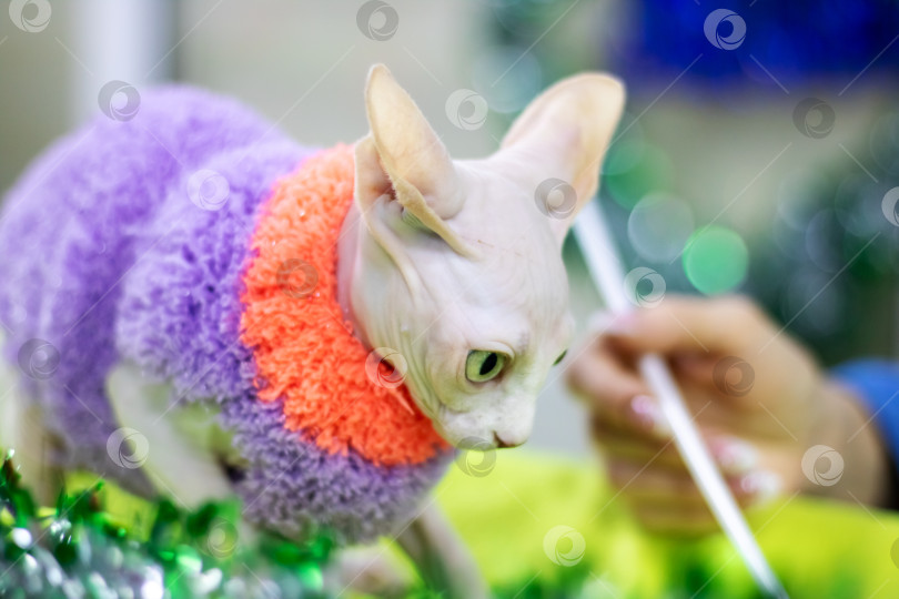 Скачать Портрет котенка белого сфинкса крупным планом в домашних условиях фотосток Ozero