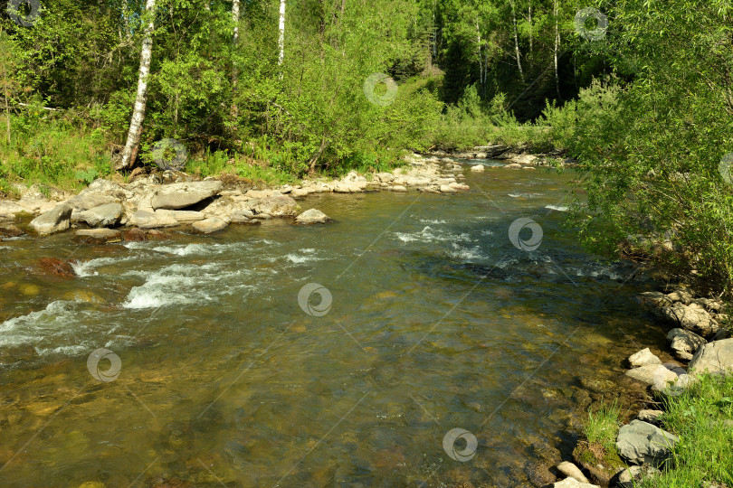 Скачать Небольшая неглубокая речка с камнями по берегам течет через густой лес солнечным летним утром. фотосток Ozero