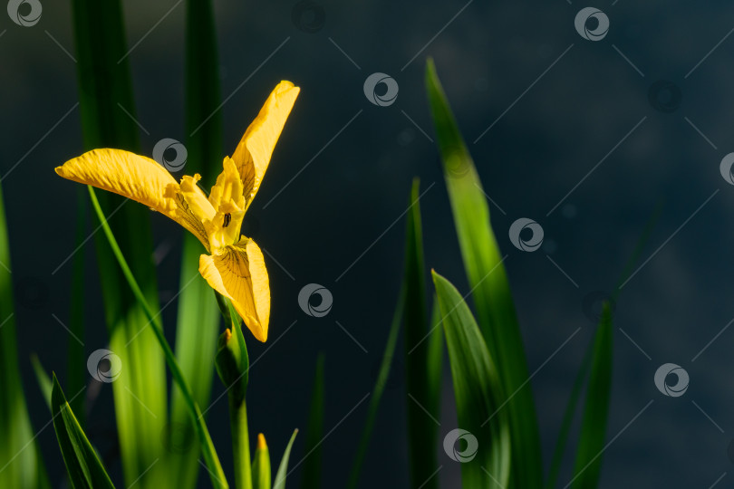 Скачать Iris pseudacorus (желтый флаг, желтый ирис) на берегу ландшафтного пруда. Цветок желтого ириса pseudacorus на размытом темно-зеленом фоне. Выборочный фокус. Крупный план. Есть место для текста. фотосток Ozero