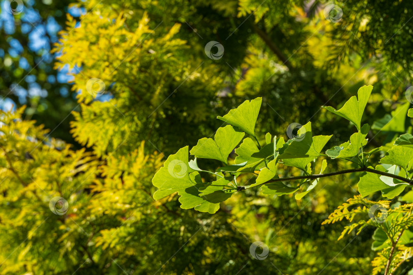 Скачать Дерево гинкго (Ginkgo biloba) или гингко. Ярко-зеленые молодые листья на ветке на размытом желто-зеленом фоне листвы Thuja occidentalis Aurea. Выборочный фокус. Крупный план. Вечнозеленый ландшафтный сад. фотосток Ozero