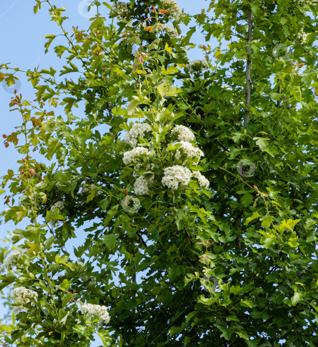 Скачать Большой цветущий куст жасмина lewisii Philadelphus. Белые соцветия жасмина lewisii Philadelphus на размытом фоне зеленой листвы и голубого неба. Выборочный фокус. Крупный план. фотосток Ozero