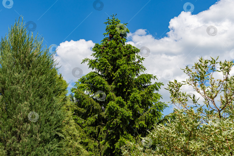 Скачать Сербская ель Picea omorika на фоне голубого неба. Ухоженный сад. Сербская ель Picea omorika с шишками в центре между вечнозеленым можжевельником и лиственным Cornus alba Elegantissima или Swidina white. фотосток Ozero