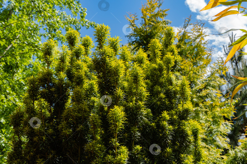 Скачать Тис Taxus baccata Fastigiata Aurea (английский тис, европейский тис). Новая ярко-зеленая с желтыми полосками листва на фоне голубого неба. Вечнозеленый ландшафтный сад.Избирательный подход. Концепция природы для дизайна фотосток Ozero