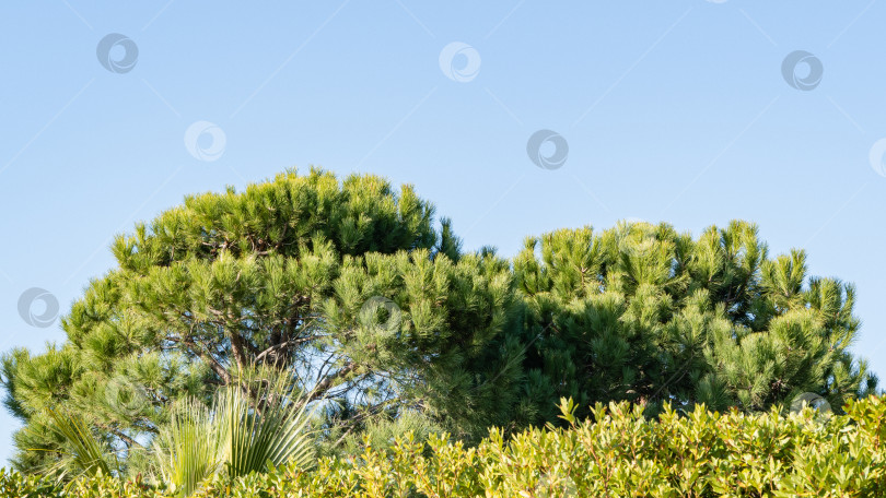 Скачать Огромные кроны итальянских кедров (Pinus pinea) или сосновый зонт на фоне голубого неба. Вид на сосны с Олимпийской набережной. Ясный солнечный зимний день в Имеретинской низменности. Сочи, декабрь. фотосток Ozero