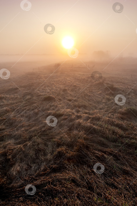 Скачать Раннее туманное утро. Пейзаж с восходом солнца и туманом, стелющимся по полю. фотосток Ozero