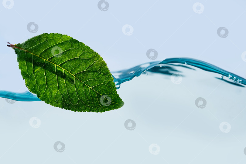 Скачать Зеленый натуральный лист плавает в прозрачной воде на волне фотосток Ozero