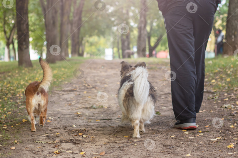 Скачать Мужчина и две собаки гуляют в осеннем парке фотосток Ozero