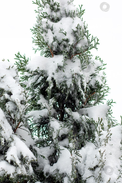 Скачать Ветви зеленой ели на снегу фотосток Ozero