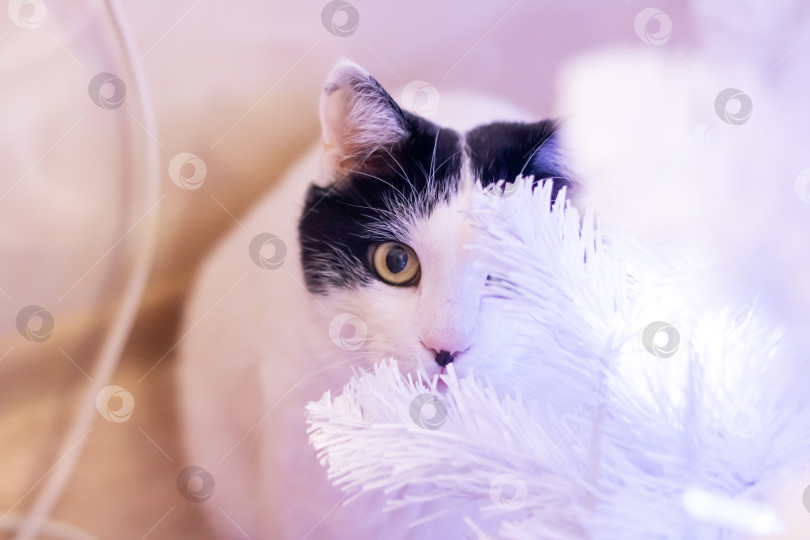 Скачать Кошка среди размытых белых ветвей портрет крупным планом фотосток Ozero