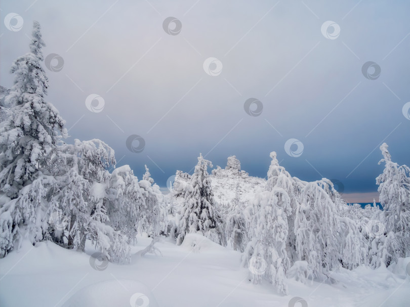 Скачать Зимний лес, деревья в снегу, готовый фон для макета. фотосток Ozero