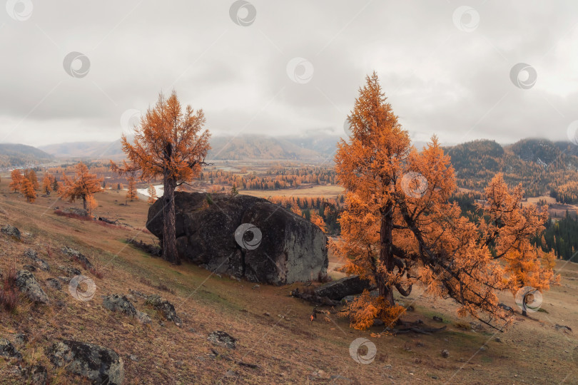 Скачать пейзаж с большим гранитным камнем среди красных лиственниц фотосток Ozero