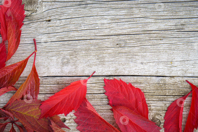 Скачать Осенние листья на деревянном фоне с пробелом для копирования фотосток Ozero