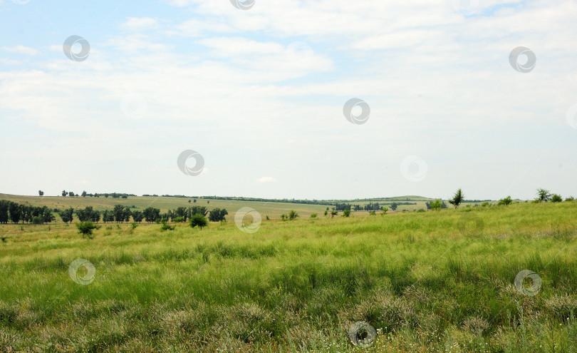 Скачать Широкое поле с растущим овсом в бескрайней степи на опушке леса. фотосток Ozero