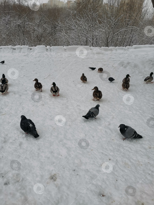 Скачать Утки и голуби на снегу. фотосток Ozero