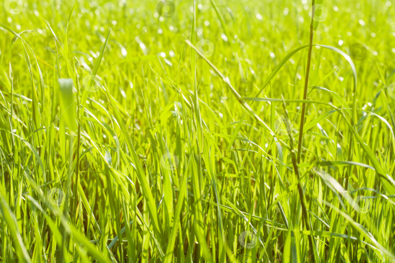 Скачать Свежая трава в лучах солнца. Зеленый естественный фон фотосток Ozero