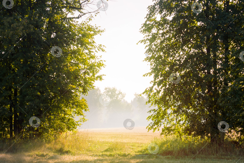 Скачать Утренний солнечный свет и туман пробиваются сквозь деревья фотосток Ozero