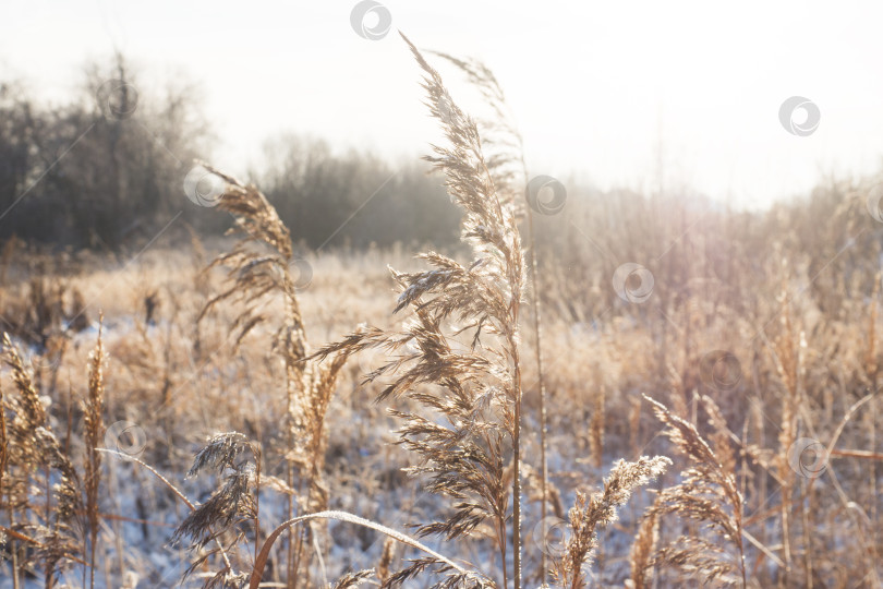 Скачать Зимний пейзаж. Свежий снег лежит на сухой траве в солнечный день. фотосток Ozero