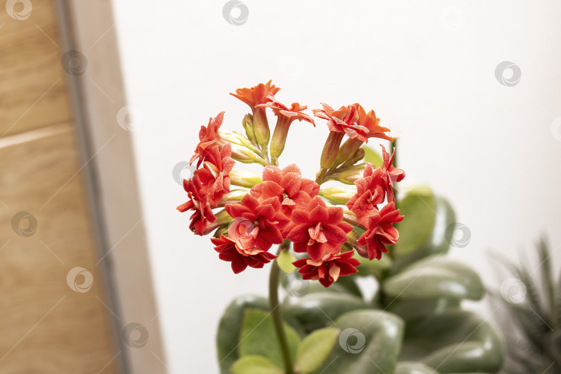 Скачать Красный цветок домашнего растения крупным планом на белом фоне фотосток Ozero